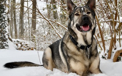 Bully Billows Ramsey Range – The Big Dog Test!