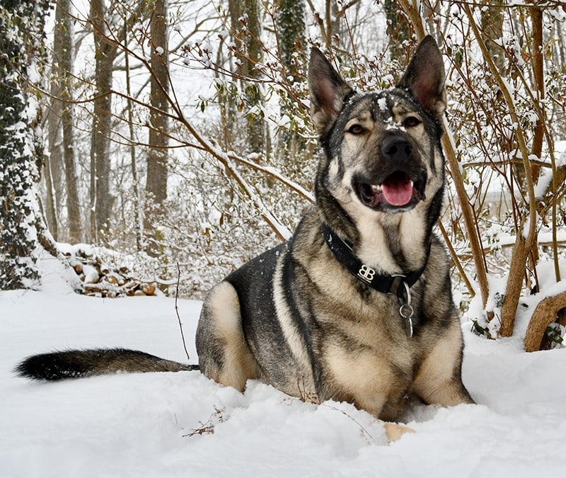 Bully Billows Ramsey Range – The Big Dog Test!