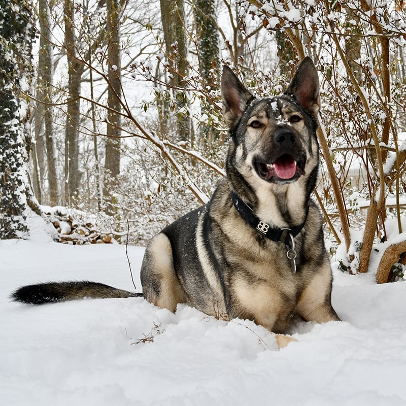 Indie the german shepherd from Rebarkable, wearing bully billows collar