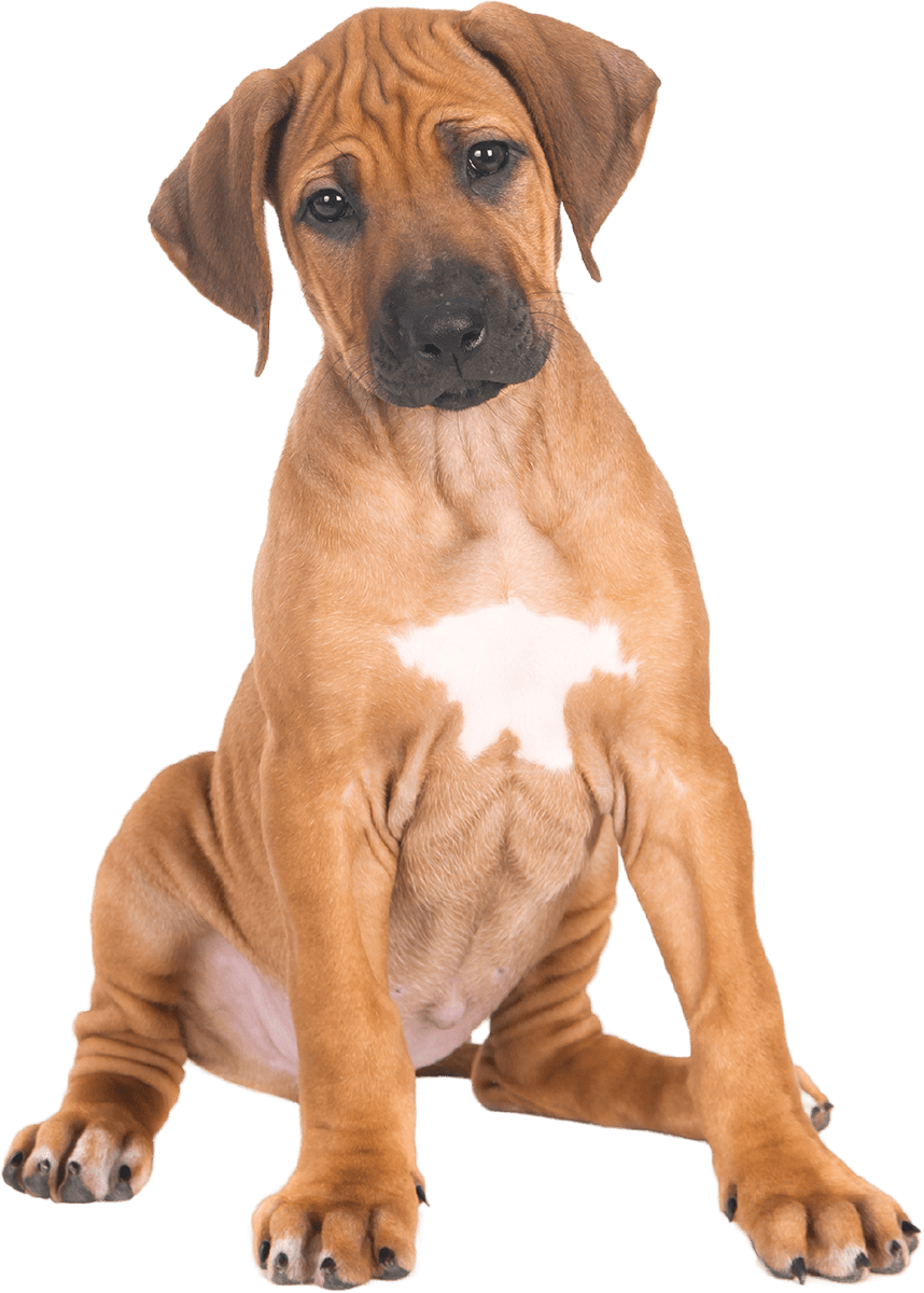 Ridgeback puppy sitting down