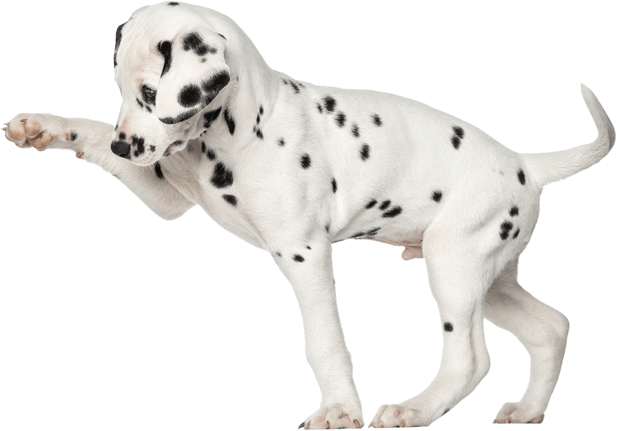 dalmation puppy