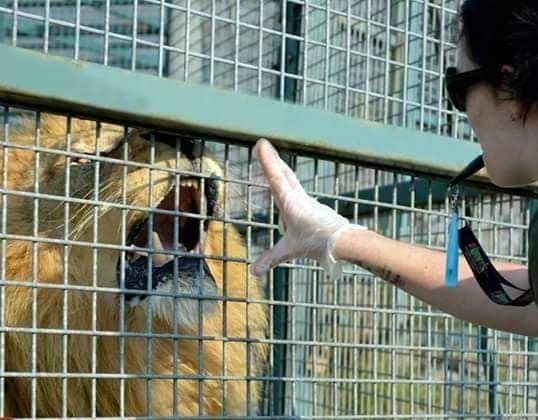 Lenny the Lion and Zara Jackson practicing some cooperative care routines taught with positive reinforcement