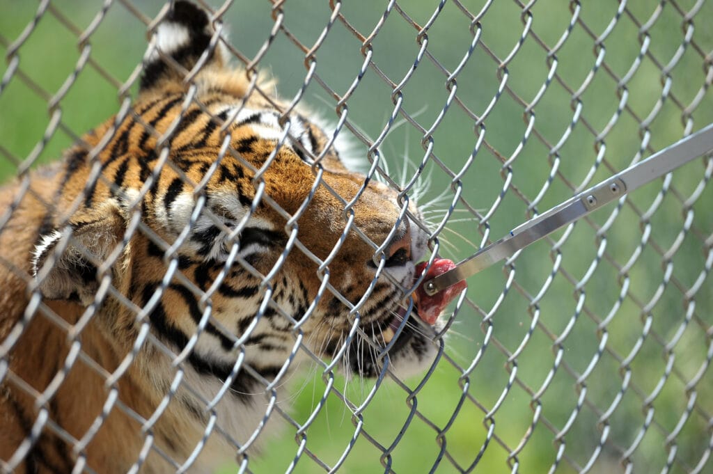 giving tigers treats as a reward through a chainlink fence - positive training achieved! If a tiger can do it - your puppy can too!