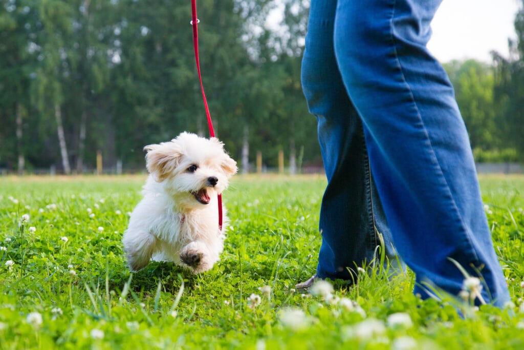 little cavapoo puppy having fun and running around in the garden or yard - do you think puppy will be Tired or Over tired?