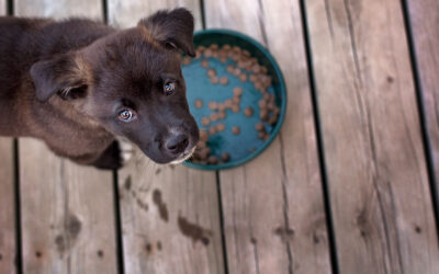 8 Easy Ways To Encourage Your Puppy To Eat Their Food