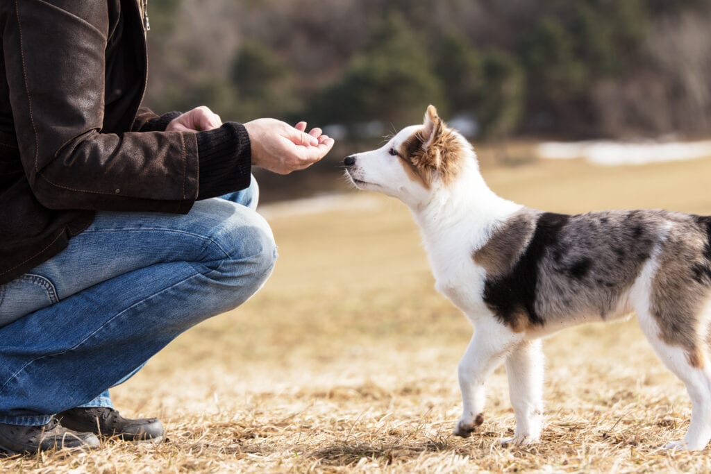teaching and trust are hugely important factors in training your puppy like a tiger! Positive reinforcement is key