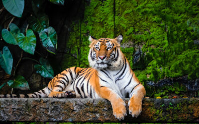 Train Your Puppy Like A Tiger