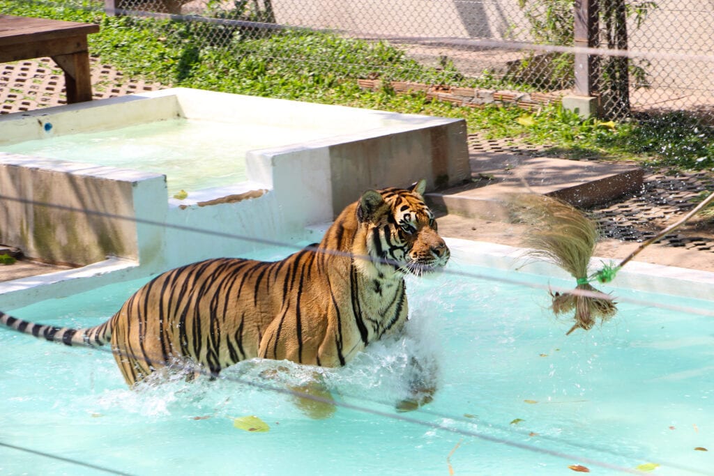 more tiger enrichment with a flirt toy in a pool - talk about fun! Your puppy can do similar, let's just make sure it's age appropriate!