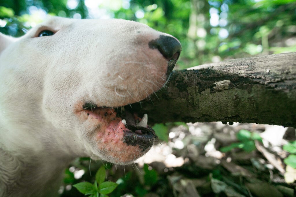 Bull Terrier puppy chewing on a stick - an appropriate chew toy for him to let out some of his behaviours, unlike on the dining room furniture! He's being trained like a tiger!