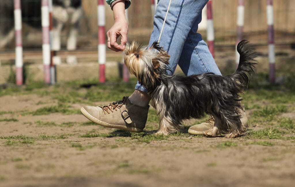 no matter how big all small, all dogs and puppies deserve the best, ethical, science based training that truly works! Tigers & lions vote to train your puppy with positive reinforcement!