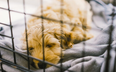 Where Is The Best Place For Puppy’s Crate?
