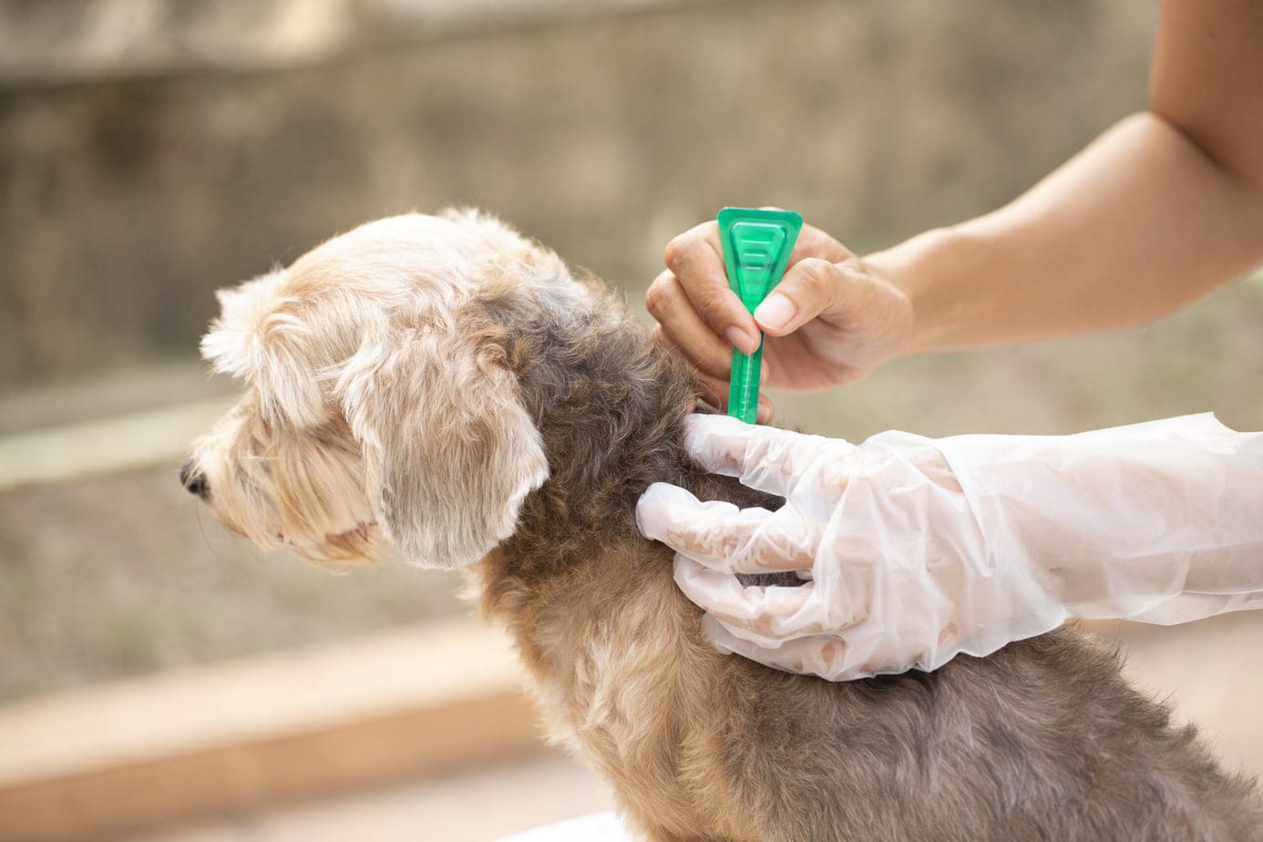 applying flea medication to your puppy is really important and needs to be a part of the puppy starter checklist!