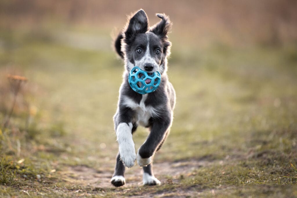 border collie puppy playing with a ball toy! Puppy starter checklist must include toys, right?!