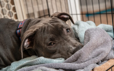 The 11 Golden Rules Of Crate Training Your Puppy – Learn These Before You Start!