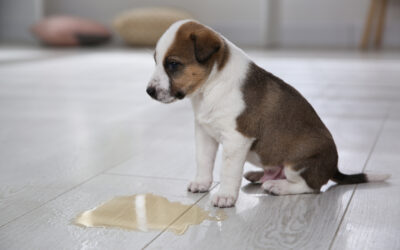 Puppy Toilet Training Do’s & Don’ts – 15 Quick Tips To Help Your Puppy Ace It!