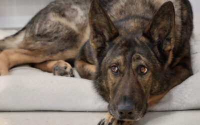 When Is The Best Time To Spay Or Neuter My German Shepherd Dog?