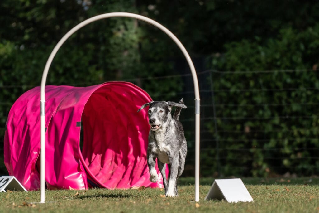 hoopers! A wonderful activity for old puppies, young puppies and all those in between - this is a wonderful low (no) impact version of agility that will work mind and body!