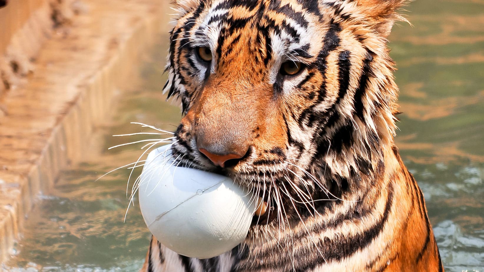 enrichment for tigers - swimming and a ball - not unlike your puppy, perhaps?