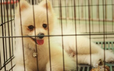 Crate Training Your Puppy: 35 Essential Questions with Easy Answers