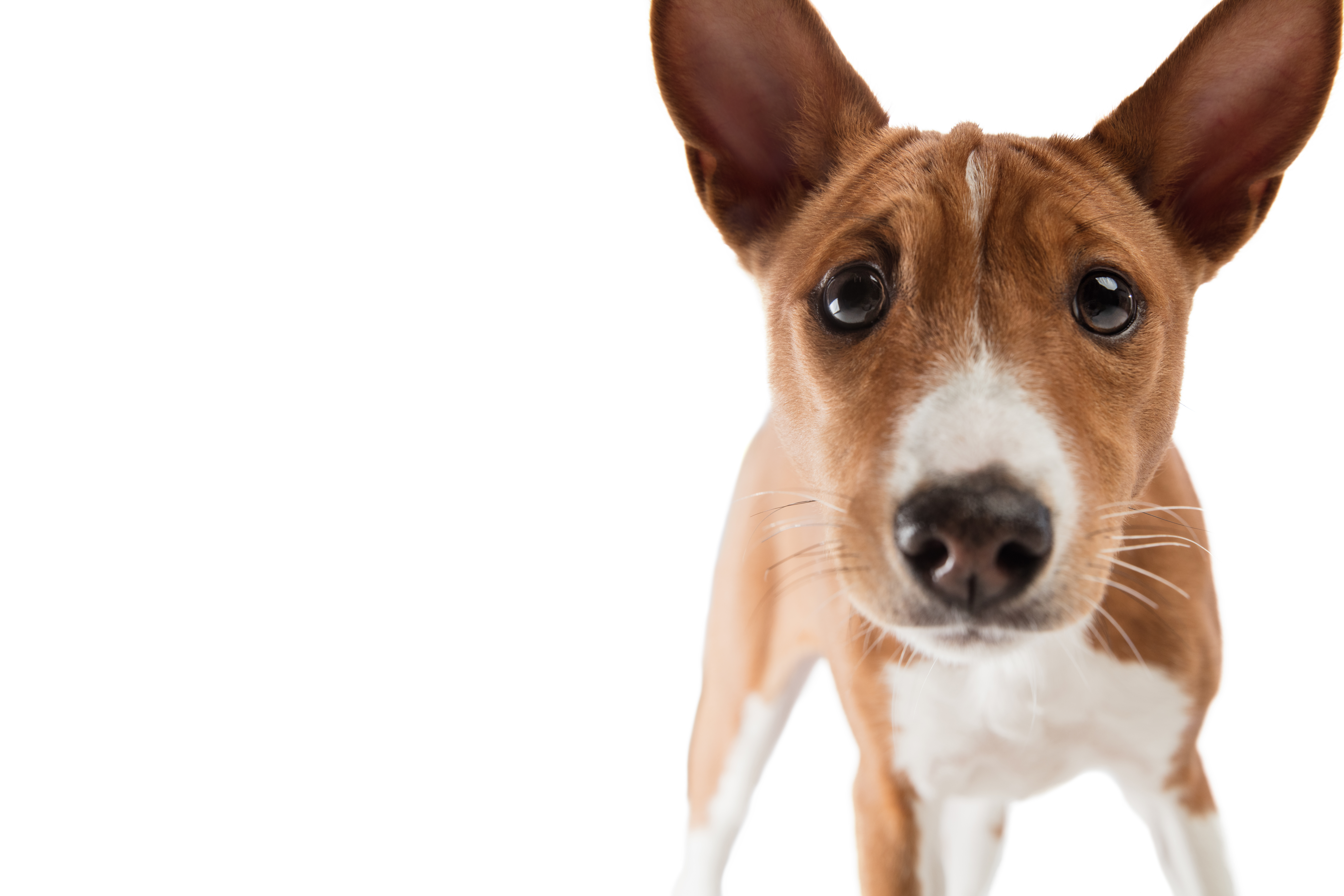 Basenji puppy looking at you! Because you need to go sign up for pupdates. Weekly support straight to your inbox, from the wonderful Ali Smith?! From Crate Training to development, vaccinations to socialisation! Better go, or Basenji will yodel...