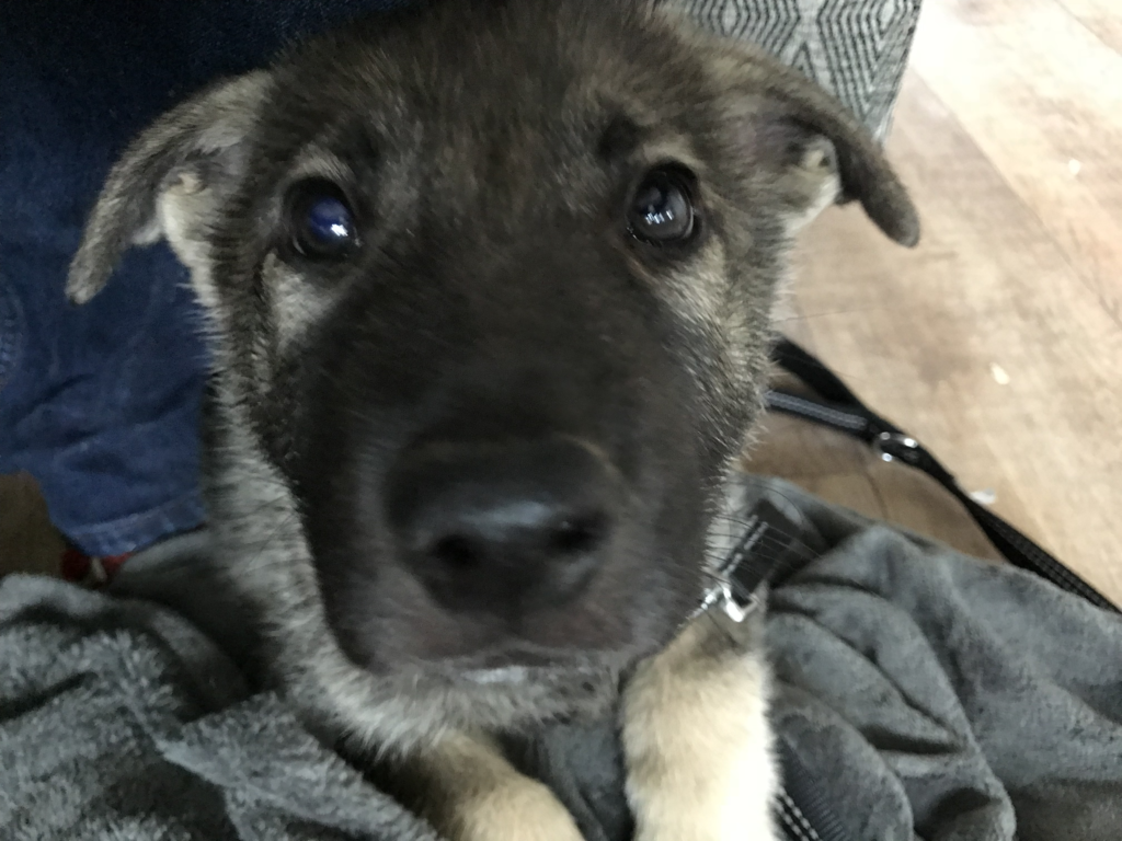 puppy dog eyes from Indie as a little puppy, no matter how cute, the puppy blues can happen