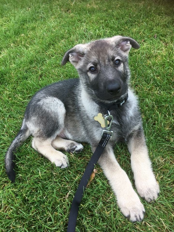 Indie was a good puppy, but the puppy blues was so difficult for me