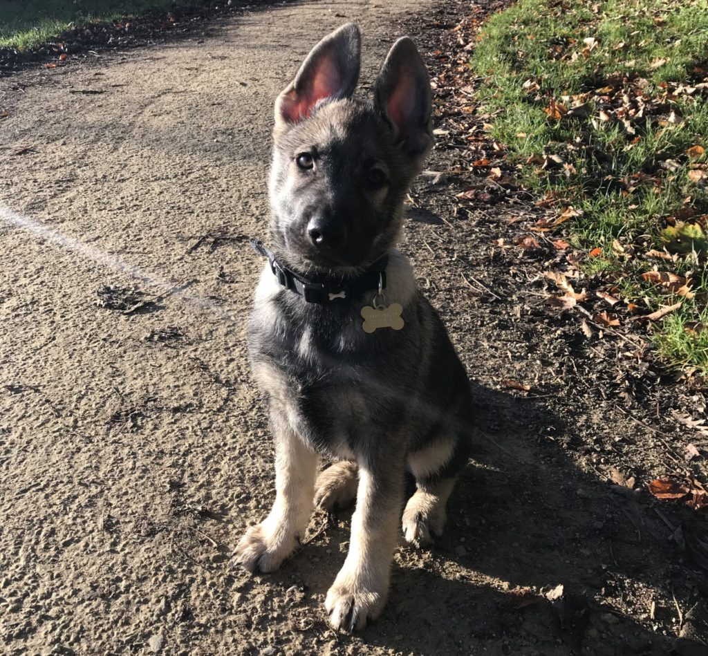 Indie the german shepherd pup showing off his ears at the park