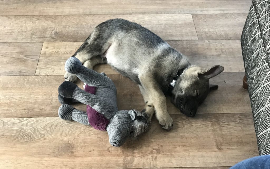Indie as a little puppy with Cowy (his first stuffed toy that didn't last long) I was in the depths of the puppy blues when I took this photo