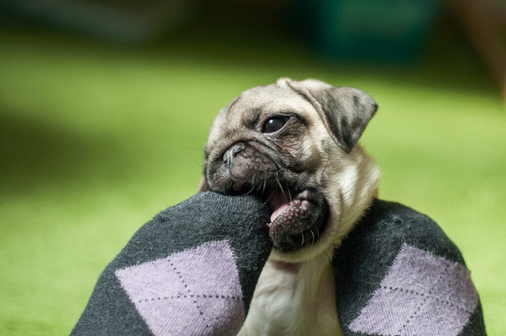 Pug Puppy chewing parents feet and socks! They're outside, so I don't think they want the bathroom... what do you think?