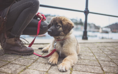 3D’s of Dog Training – Your Keys To Successful Puppy Training!