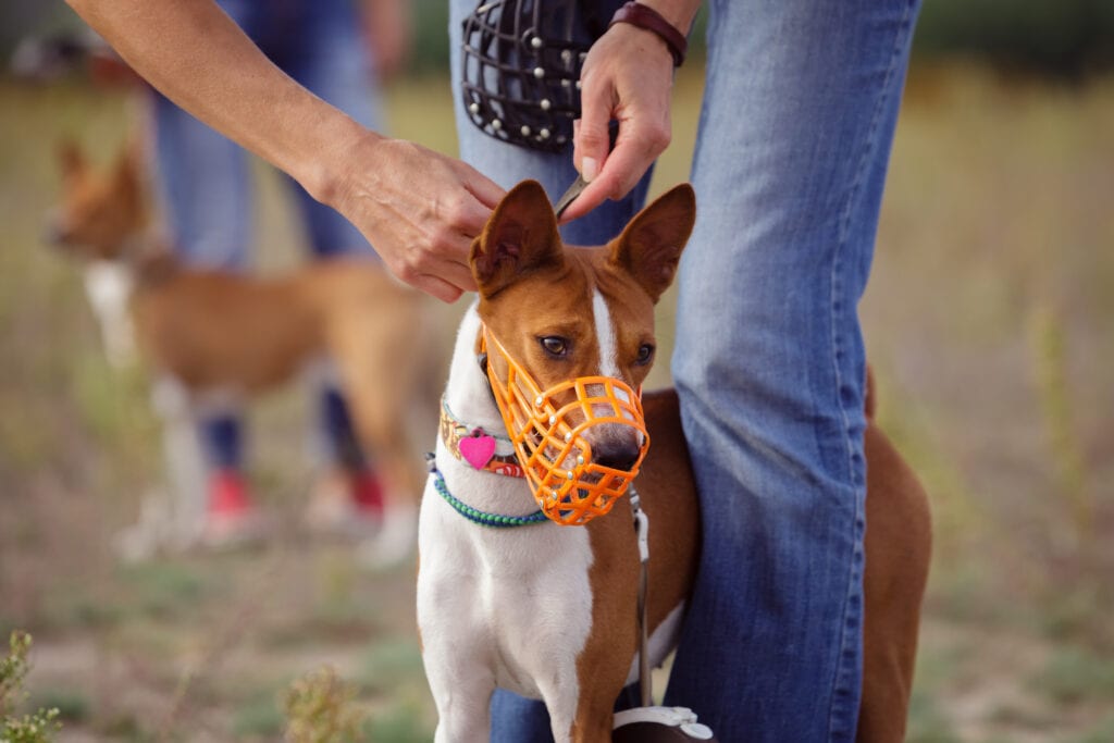 muzzle on a basenji, these are great management tools to try and prevent issues from escalating