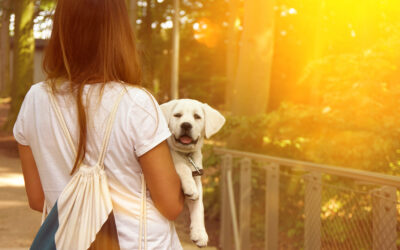 New Puppy Parents Wish They’d Known These 10 Things Before Bringing Home Their Puppy.