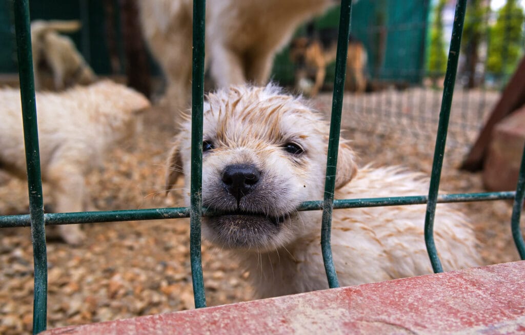 a little puppy mill golden retriever puppy, definitely not set up for success... chances of reactivity have gone up so much by being bred this way.