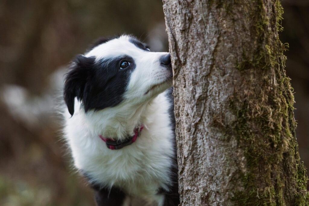 Sniffy walks a wonderful way to bring the pace down and help your puppy to burn off less energy and allow their food to turn into some gained weight