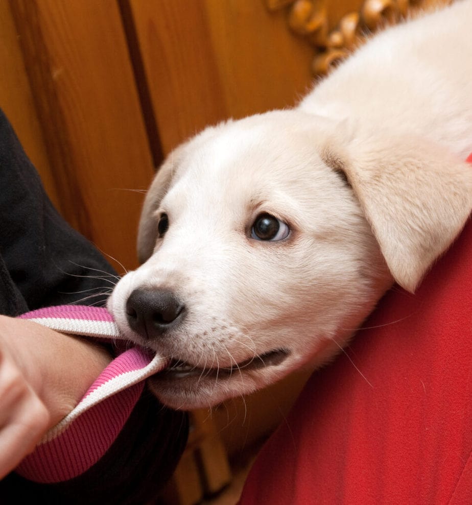 Labrador puppy biting parent's sleeve, I think this little one is looking for some play time! Time to Redirect!