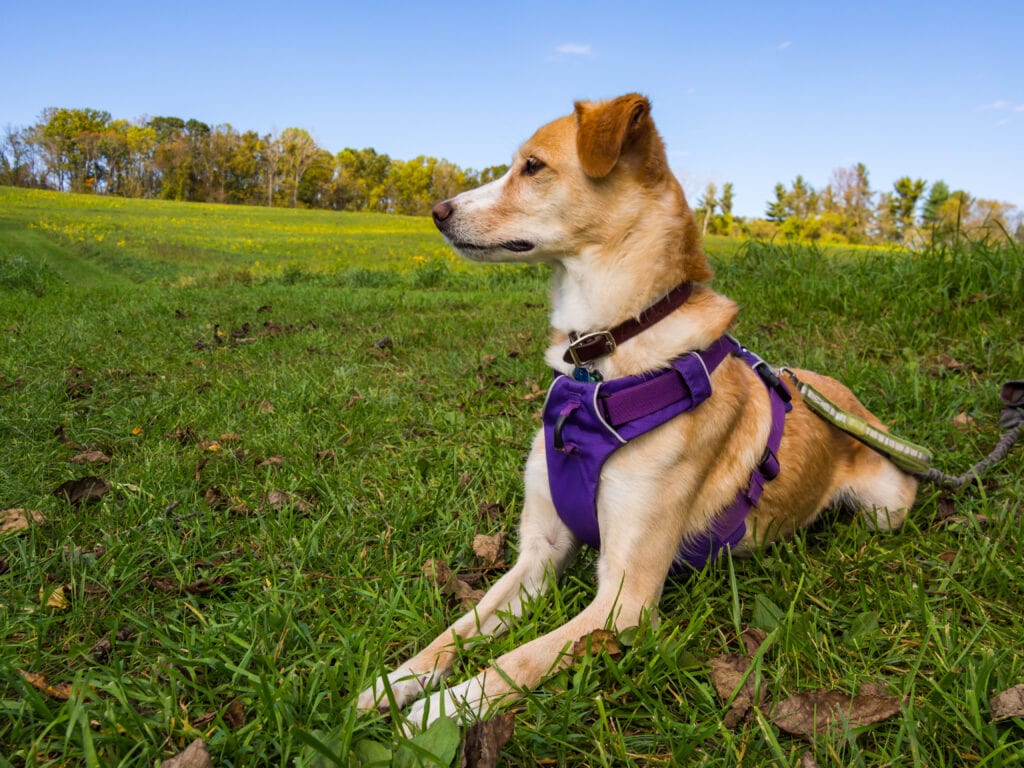 Ruffwear Front Range harness is a wonderful example of a front clip harness. Something I used with my reactive dog whilst we were learning.