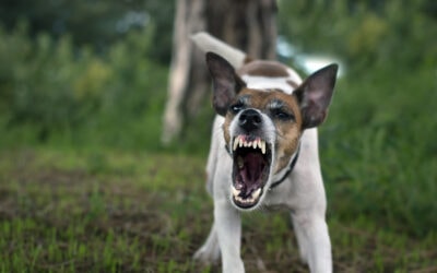 Reactivity: How To Give Your Anxious Dog Confidence with 7 Clear Steps Of Training