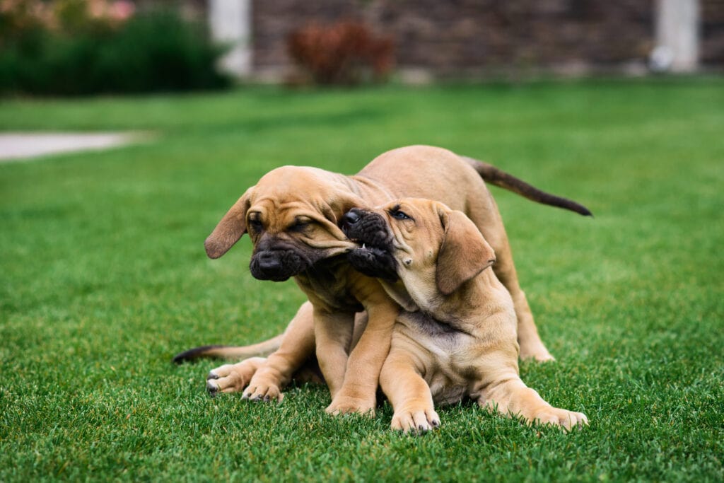 mastiff puppies chewing on one another. Sometimes your siblings make the best chew toys and play mates
