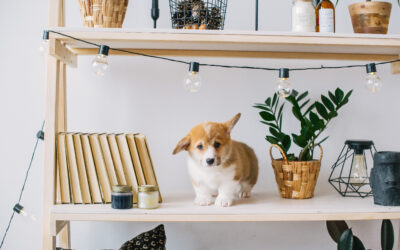 Your Puppy Support Network – The 6 Critical People You Need