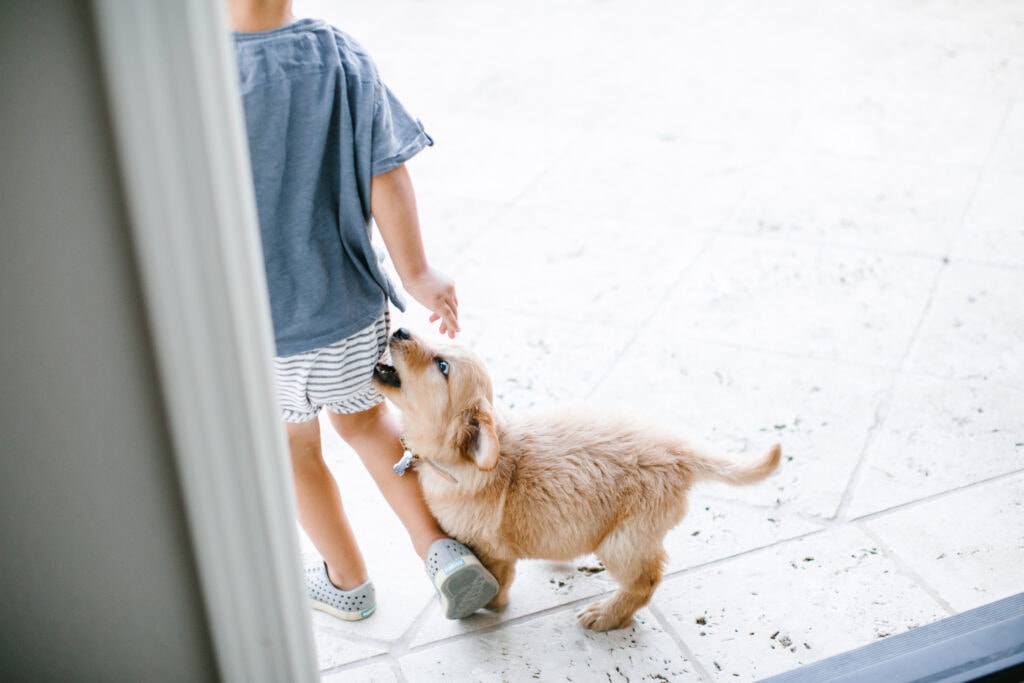 Little Golden Retriever puppy making an oops by trying to play with her child sibling by biting, oh dear...