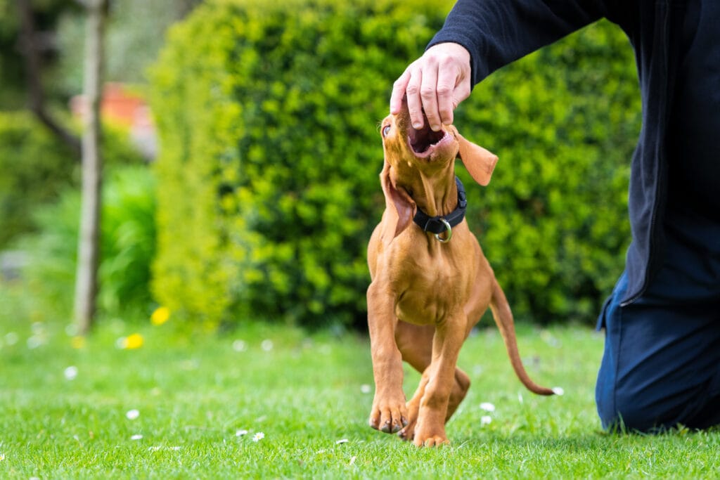 visla puppy trying to chew hands, biting is part of the teething phase and is such a tough phase