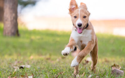 Achieving Recall – How To Get Your Puppy To Come When Called in 6 Easy Steps!