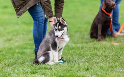 Choosing Your Perfect Puppy Class