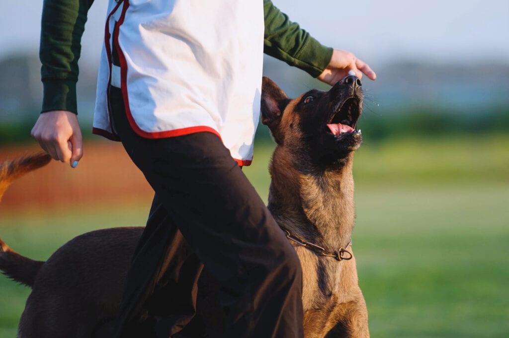 malinois and parent working with their trainer, really worthwhile stuff to do on occasion.
