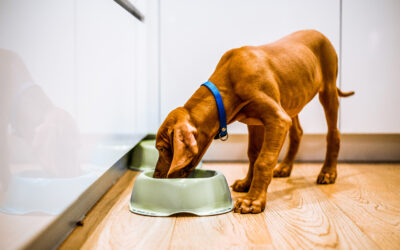 Help Your Puppy To Gain Weight With These 9 Awesome Tips