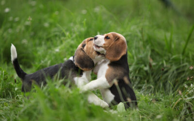 Revealing the Secrets of Puppy Play – How To Tell If Play Is Appropriate & What To Do If It Isn’t