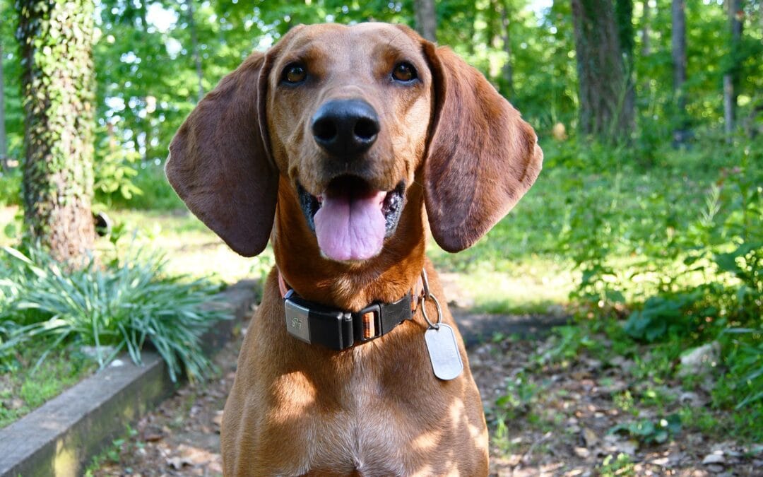 A Masterclass In Fireworks Success – For Shelby’s Fear-Free 4th Of July!