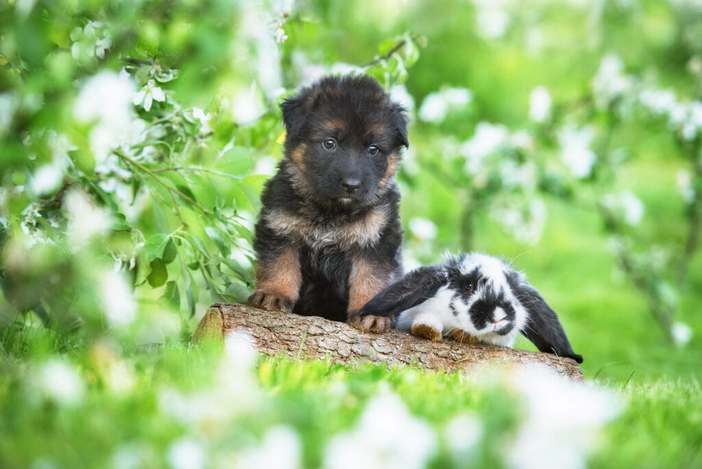 shepherd puppy and a holland lop bunny that have been nicely socialized