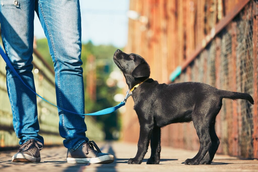 labrador puppy and parent going for a walk on bridge, bridges can be really scary for puppies and is an important part of socialization