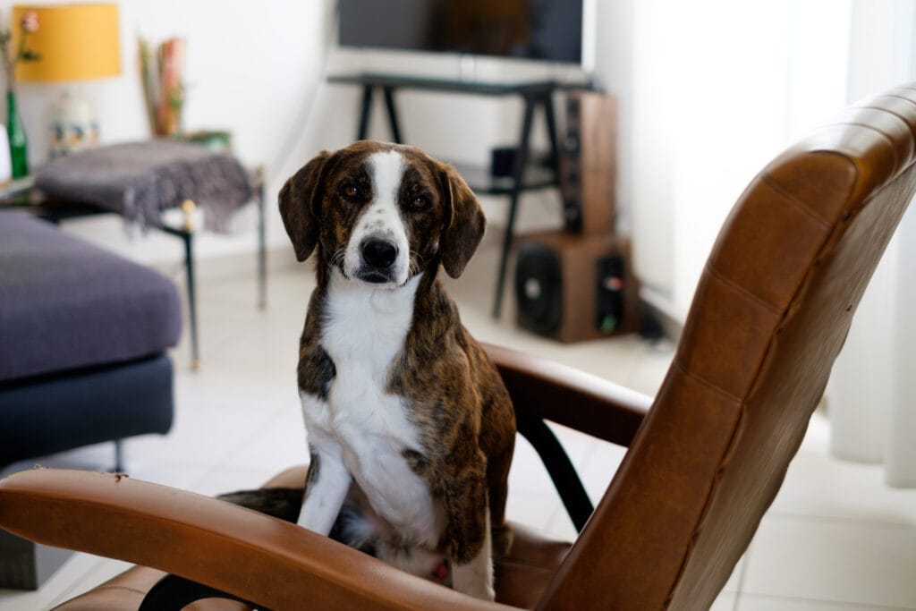 Leaving puppy home alone sitting on chair